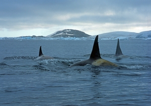 Killer Whales in Penola Straight